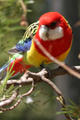 A Colourful Bird.