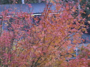 Autumn Leaves off our Decking