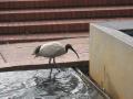 Un ibis prenant son bain dans la fontaine.