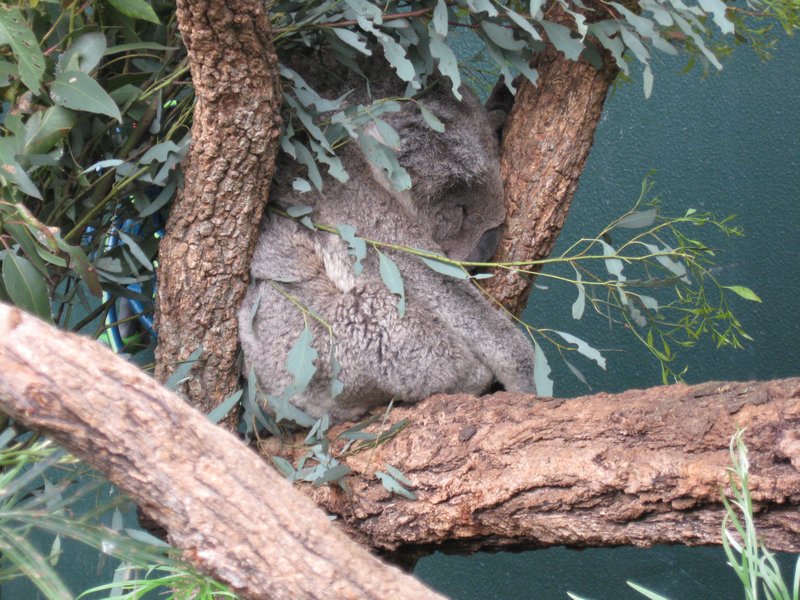 Koala en pleine activité
