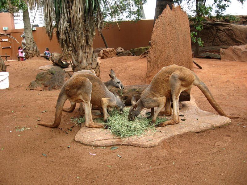 Heure du festin pour les kangourous