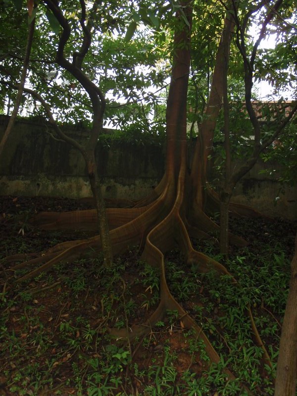 alien tree roots