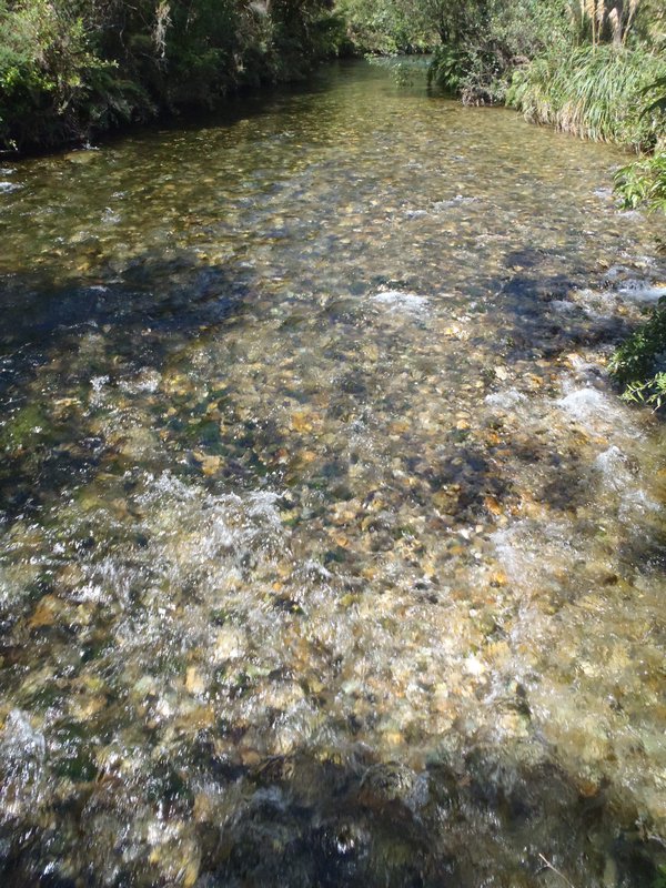 clearest springwater in nz, they say!