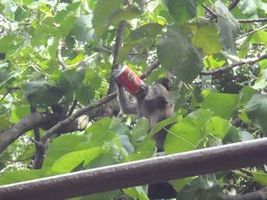 coke drinking monkey.