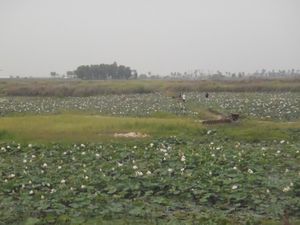 lotus field
