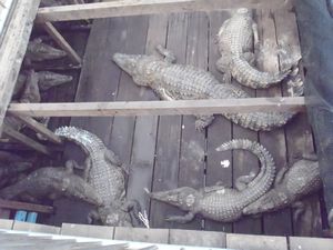 These little crocodiles are spending 7 years in captivety, then they will be belts and handbags. 