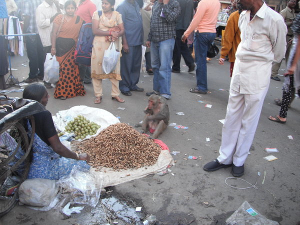 monkey in Hyderabad