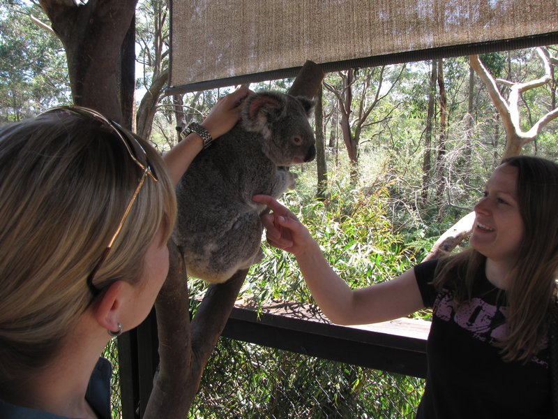 Stinky Koala