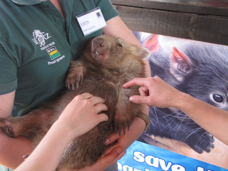 This is what a wombat looks like.