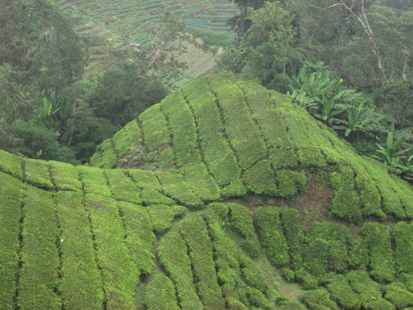 Tea Plantations1