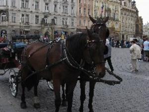A neat horse-drawn carriage