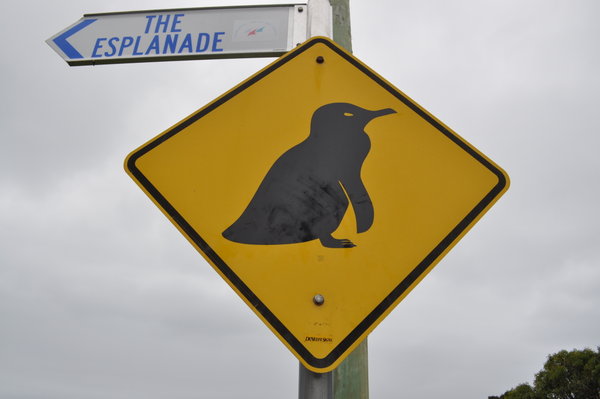 Varning for pingviner!