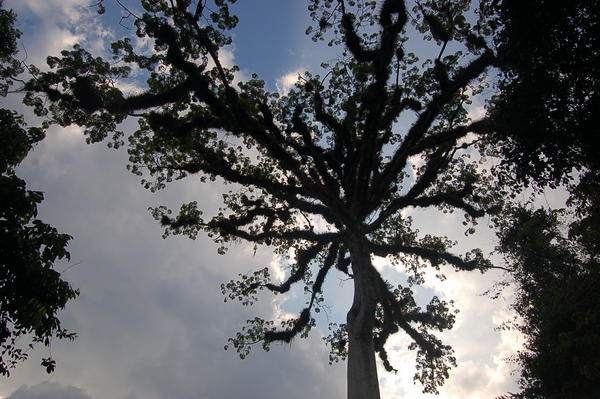 tree against the sky 