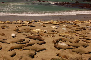 sun bathing seals 
