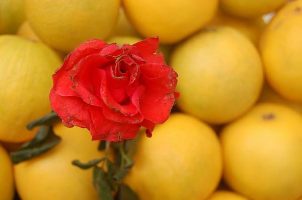 citrus and rose 