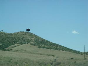 The biggest bison we ever saw!!