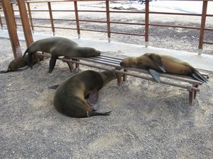 1  Seals sunbathing