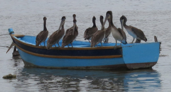 pelican transport