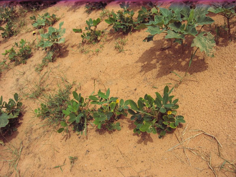 The yellow flowers are peanut plants