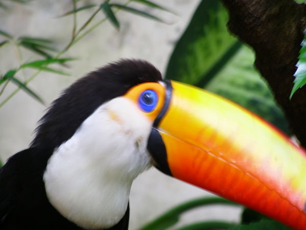 pet toucan