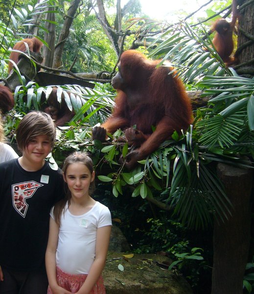 breakfast with the orangatangs