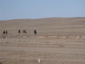 Camels in the Gobi