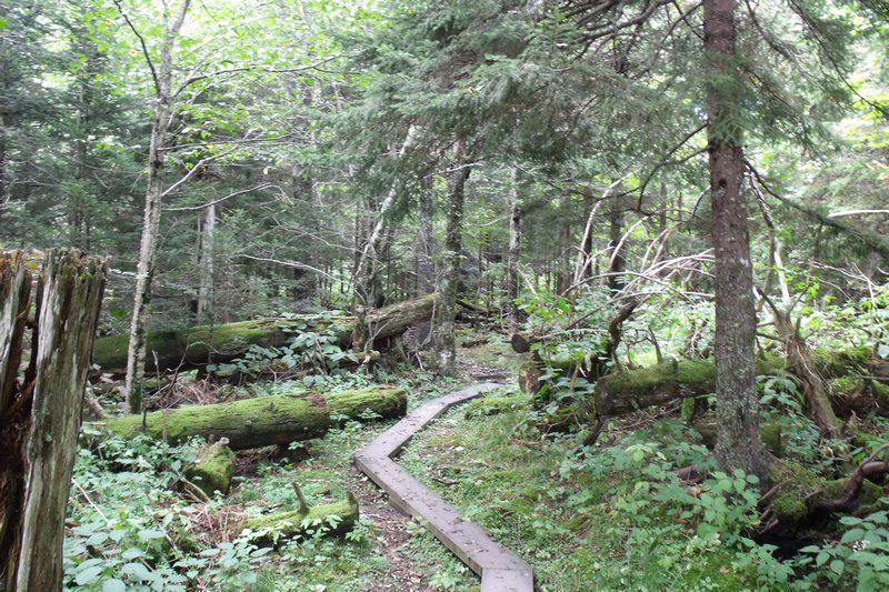 Spruce Fir Nature Trail
