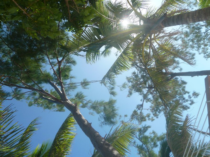 View from the hammock