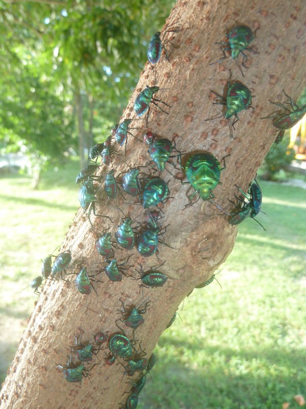 Strange green metallic bugs!