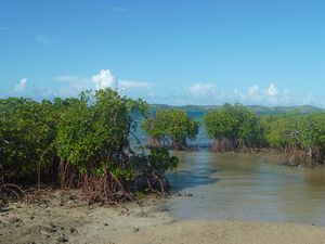 Mangrove Beach at Volivoli (beaches on main island weren't great) 