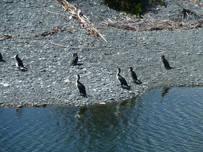 Penguins in Kiakoura 