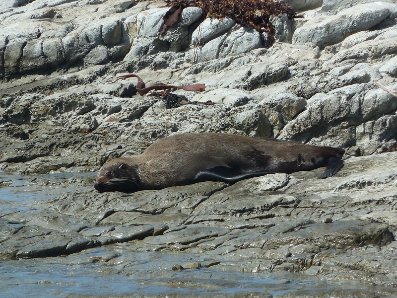 Seal colony 