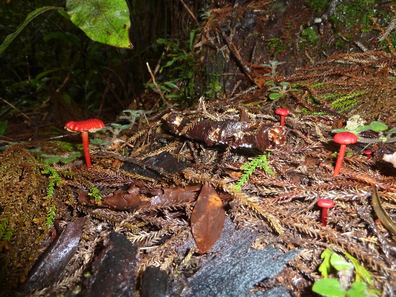 Red mushrooms!