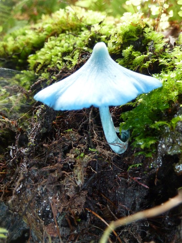 Blue mushroom 