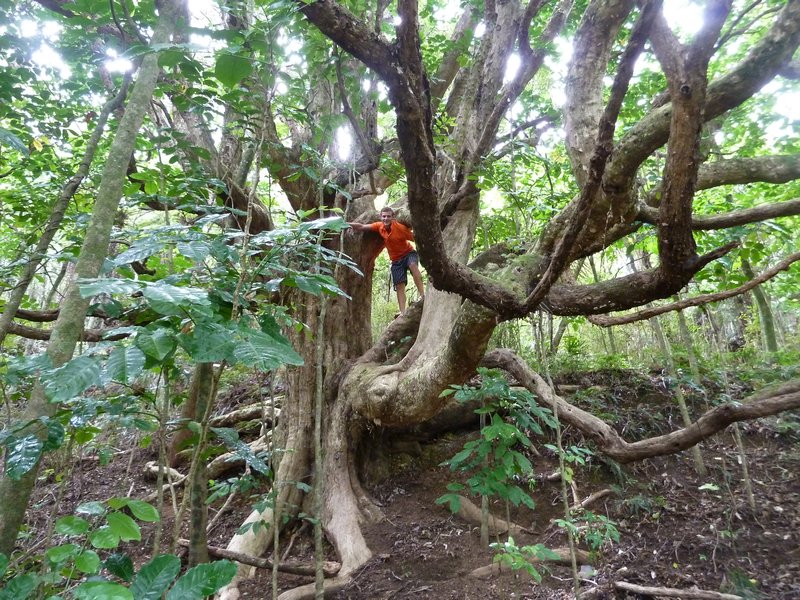 Dan tree climbing in Paihia 
