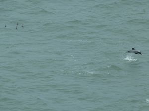 Dolphin jumping out the sea and almost out of the photograph! 