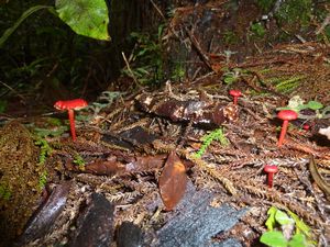 Red mushrooms!