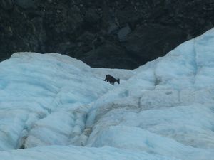 Himalayan Thar standing on the ice