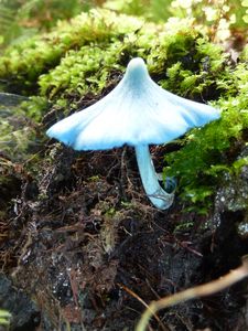 Blue mushroom 