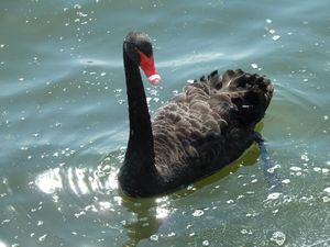Back swan, Rotorua 