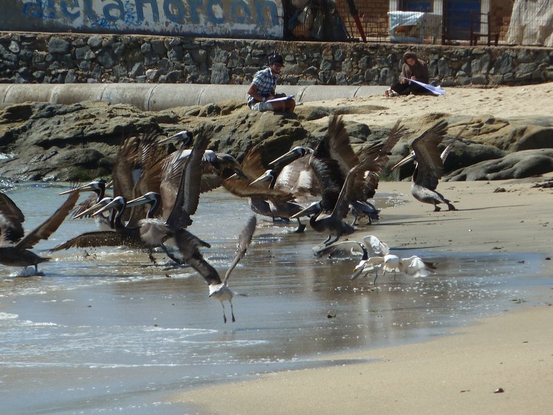 Pelicans ready for take off