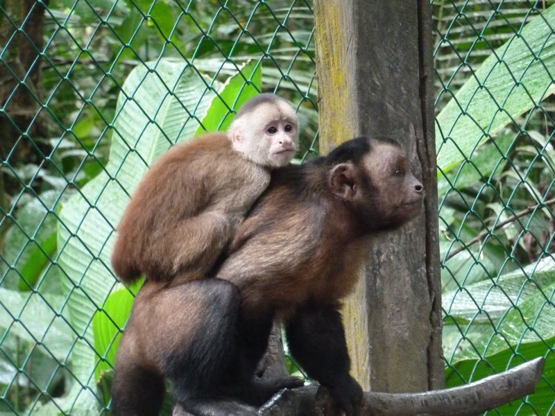 Cappunchin Monkey A Good Pick Pocketer He D Been Taught By Street Children Before They Abandoned Him Photo