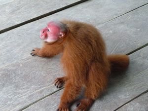Red faced Huacary monkey