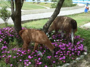 Llamas muching the flowers