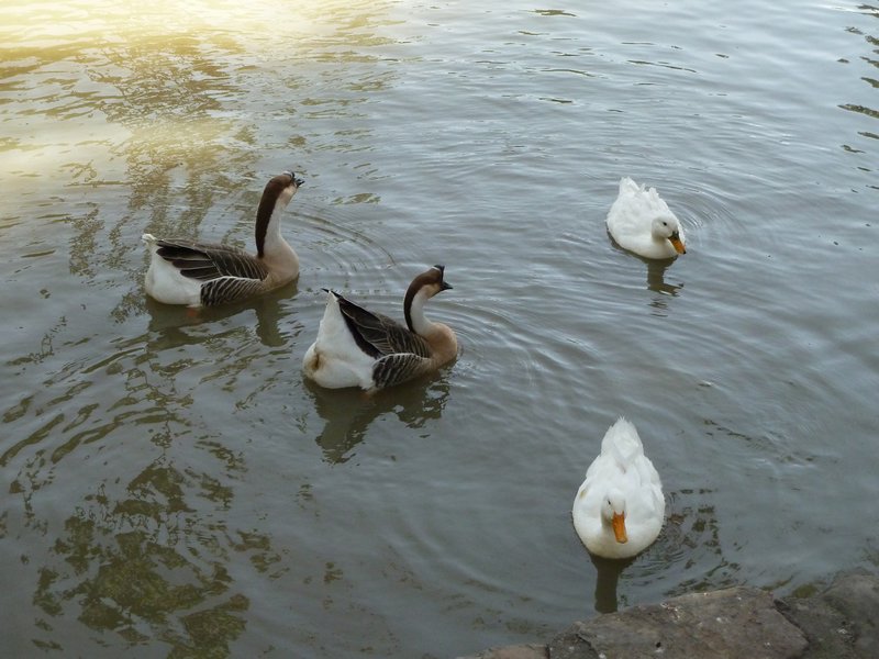 Ducks in Salta 