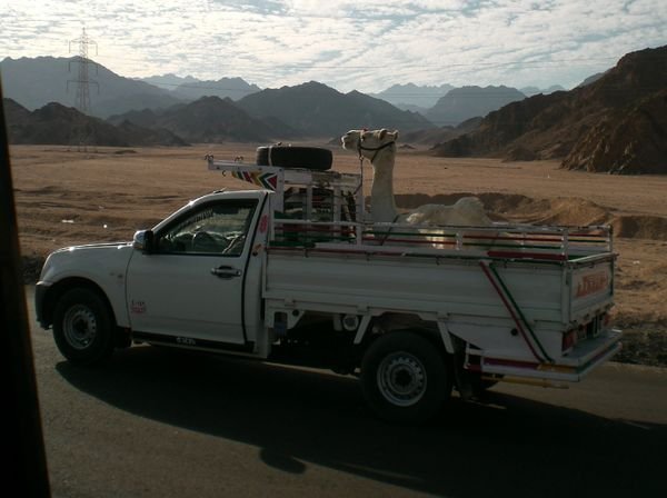 Camel car