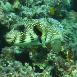 Pufferfish 