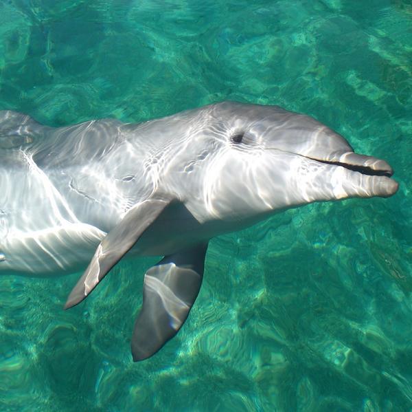 Dolphin swim-by