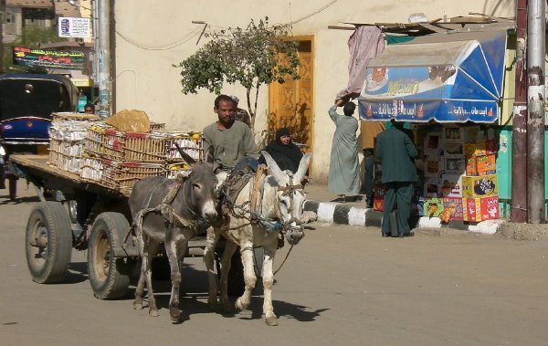 Another donkey cart