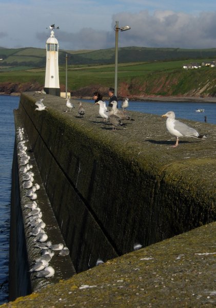 Seagulls in Peel harbour